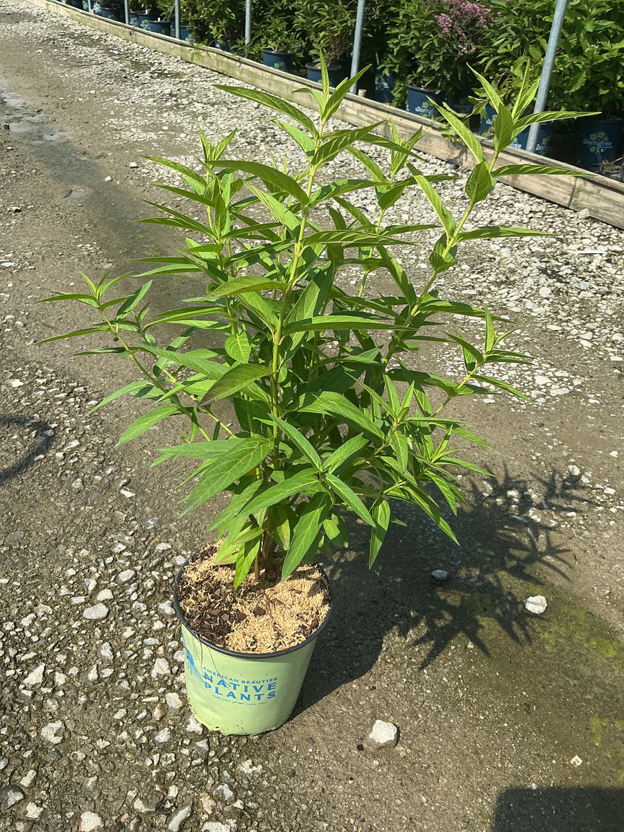 Asclepias incarnata