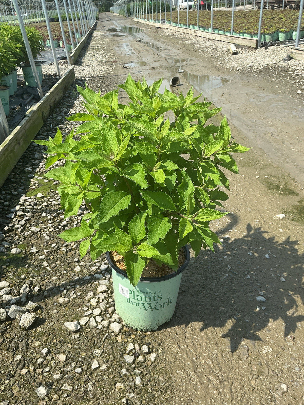 Eupatorium x 'Rosie Josie'