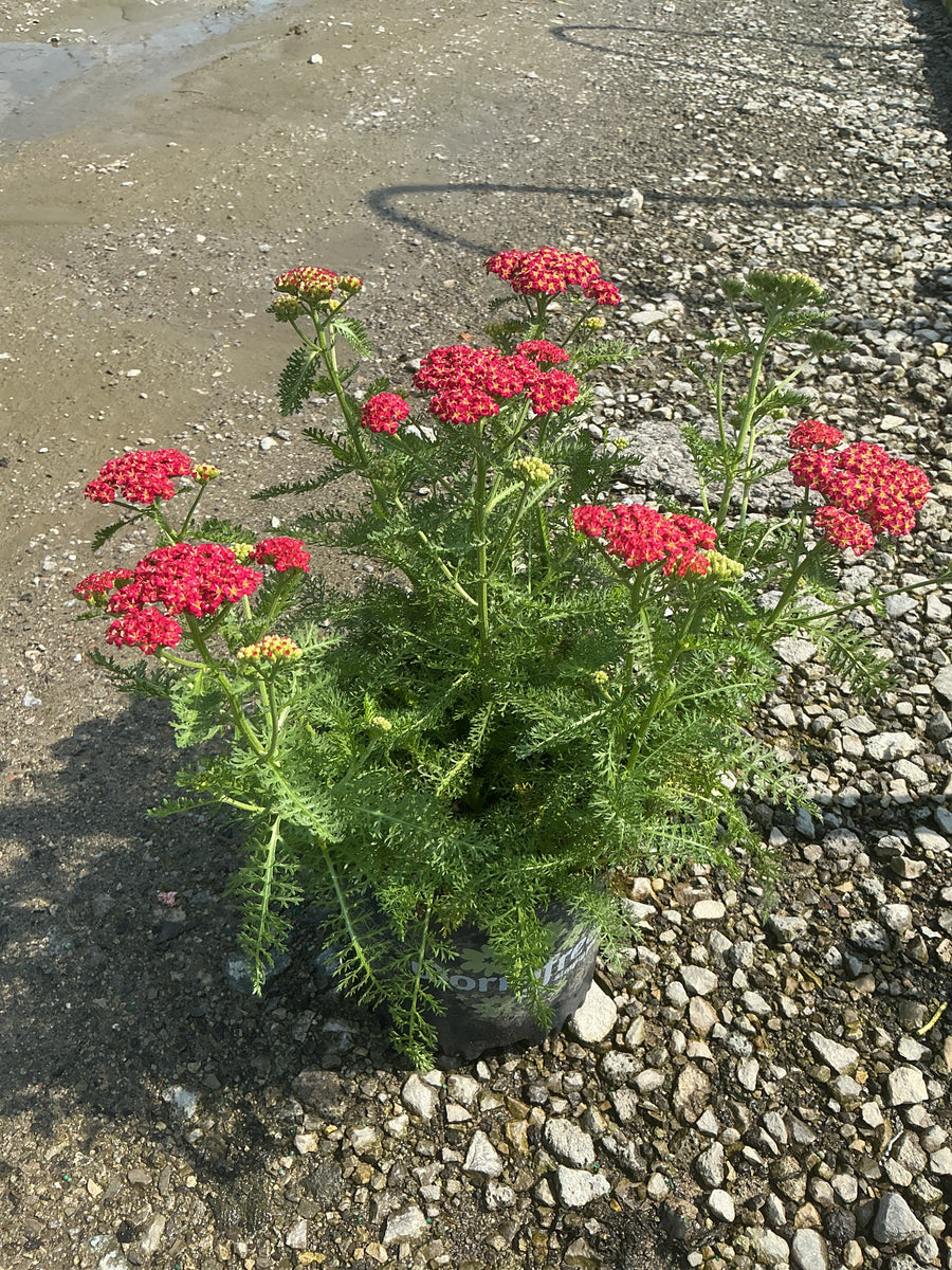 Achillea millefolium SkySail™ Fire  ‘Bosachskyfi’