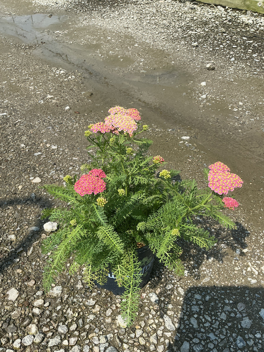 Achillea millefolium ‘SkySail Bright Pink’ (Bosachskybripi)