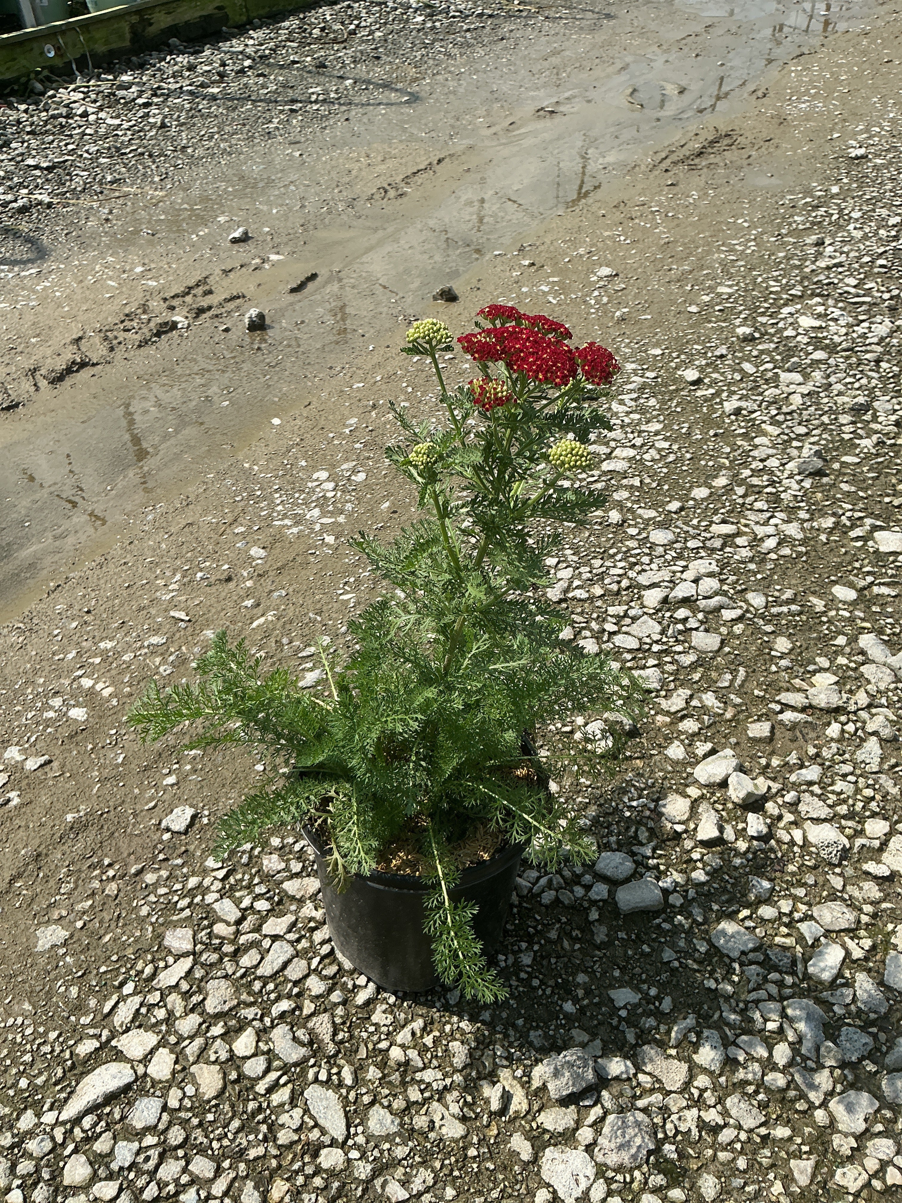 Achillea millefolium 'Strawberry Seduction'