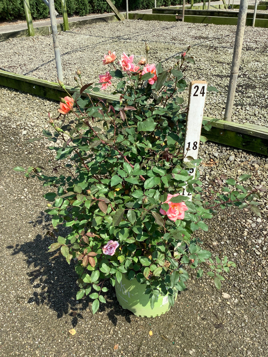 Rosa K.O 'Radyod'