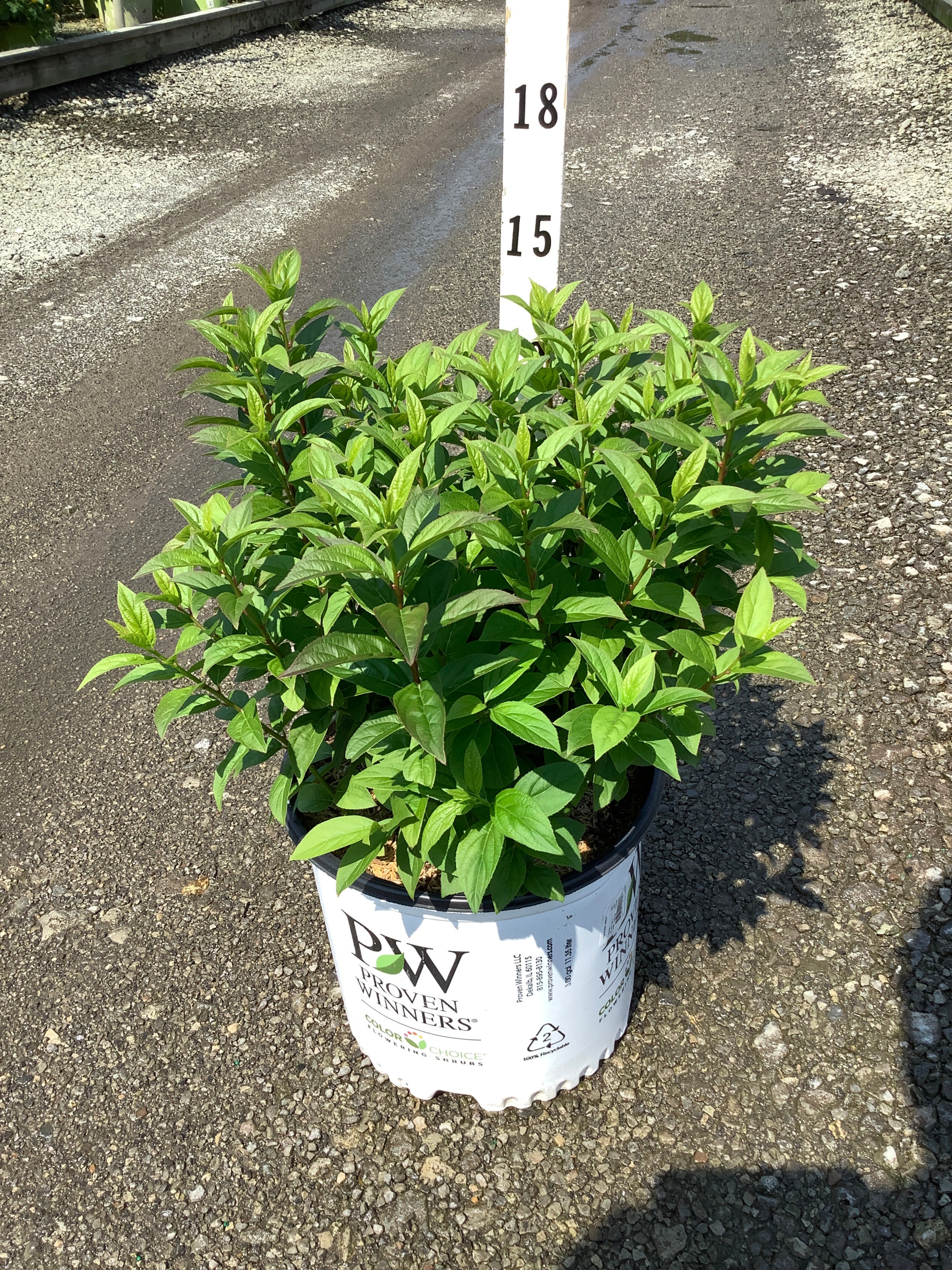 Itea fizzy 'Mizzy'