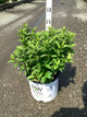 Itea fizzy 'Mizzy'