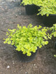 Lysimachia nummularia 'Aurea'