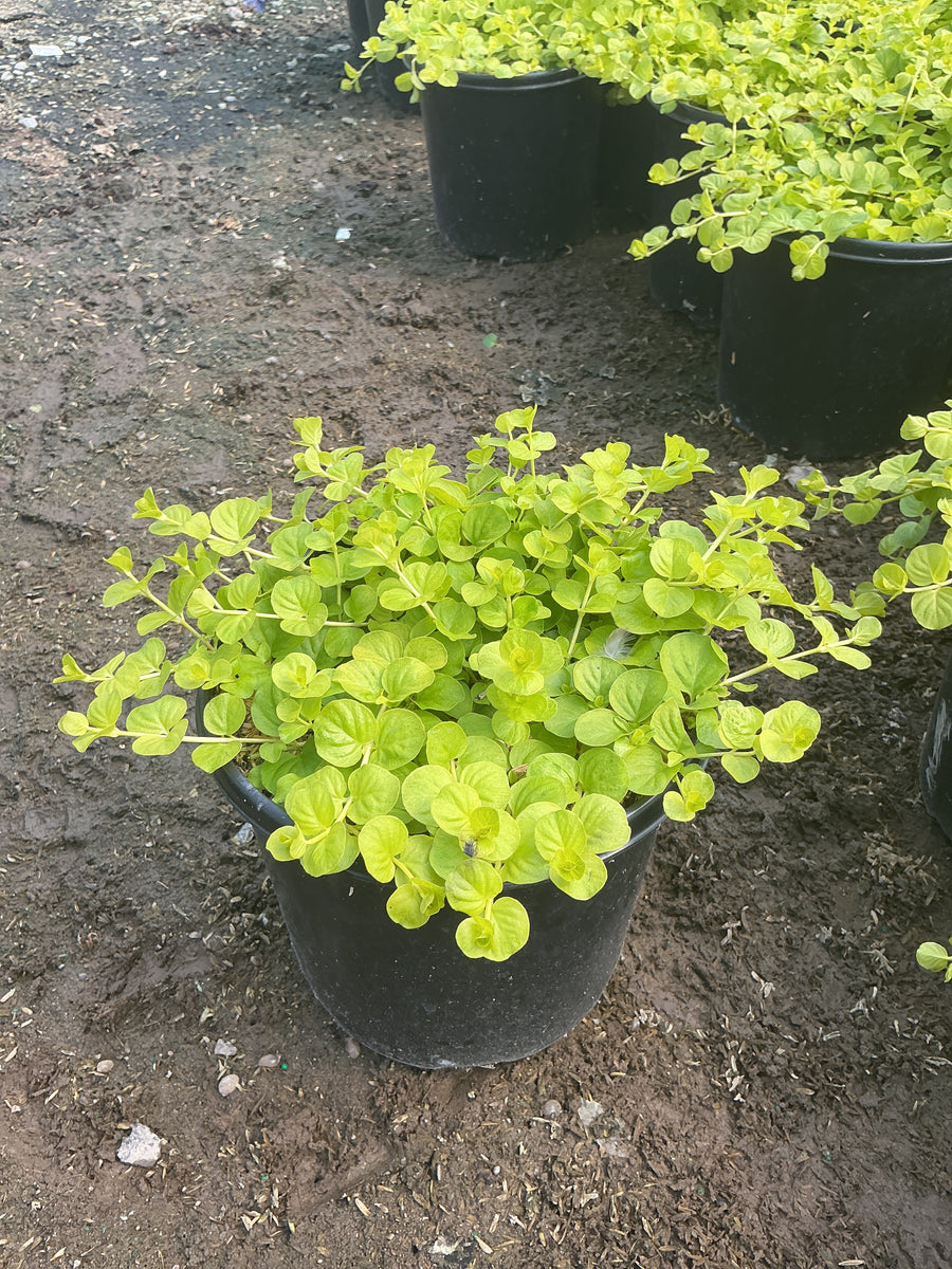 Lysimachia nummularia 'Aurea'