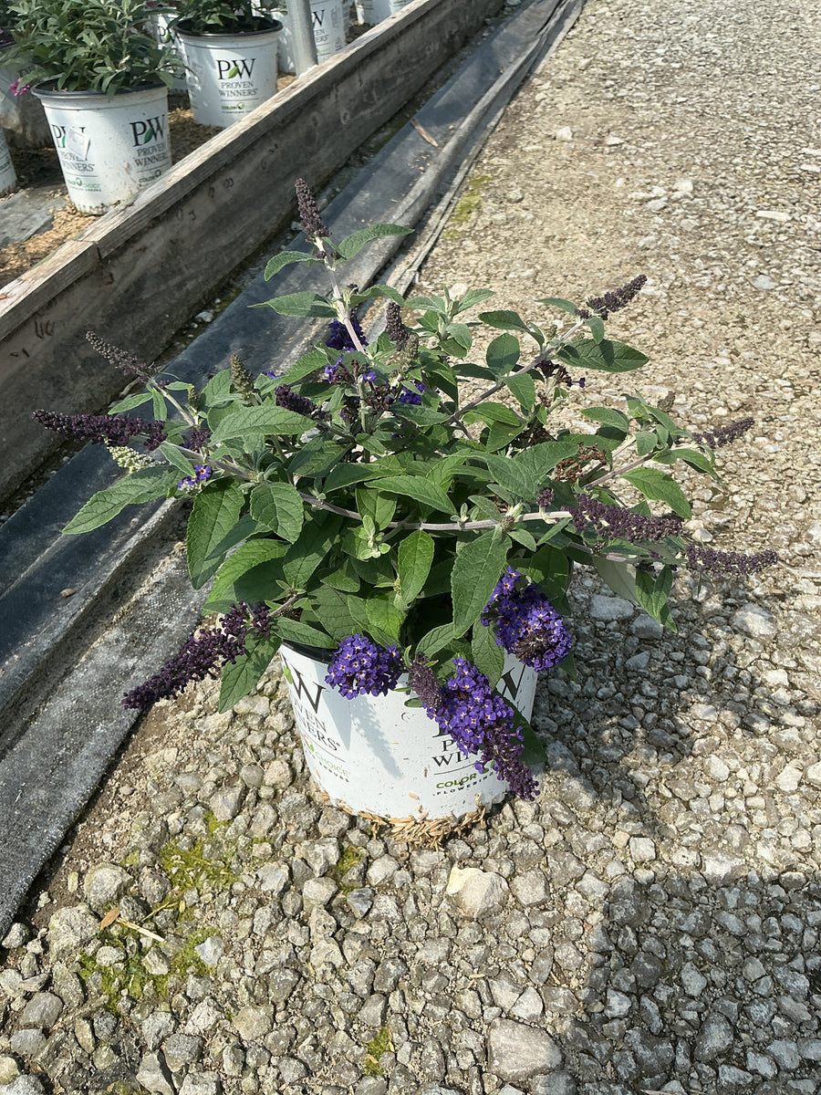 Buddleia 'Pugster Blue'