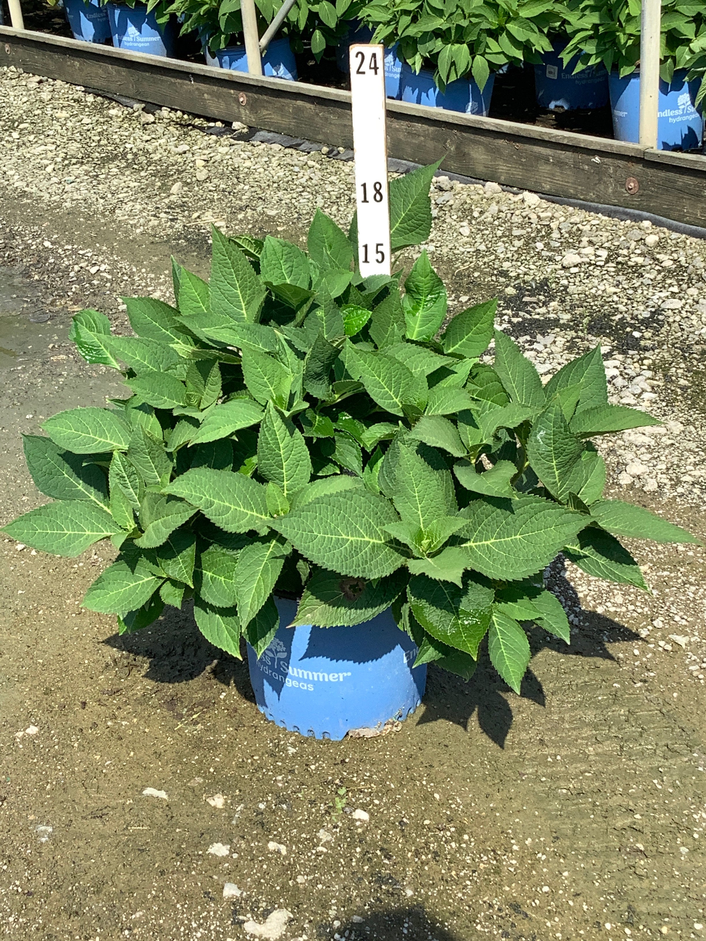 Hydrangea macrophylla 'Bailmer'