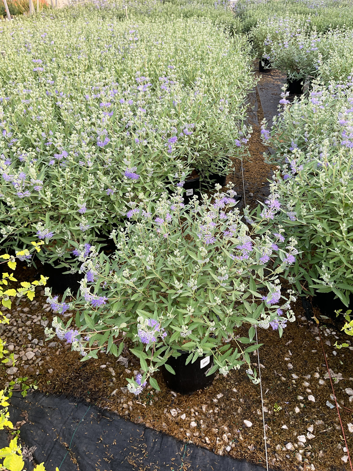 Caryopteris clandonensis 'Dark Knight'