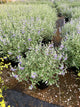 Caryopteris clandonensis 'Dark Knight'
