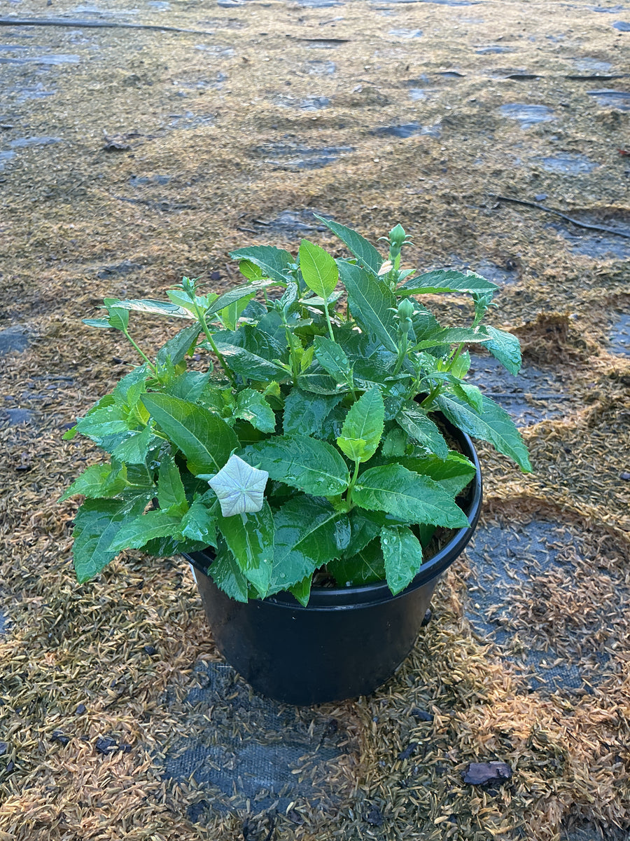 Platycodon grandiflorus 'Sentimental Blue'