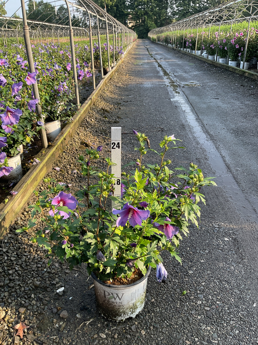 Hibiscus paraplu 'Violet'