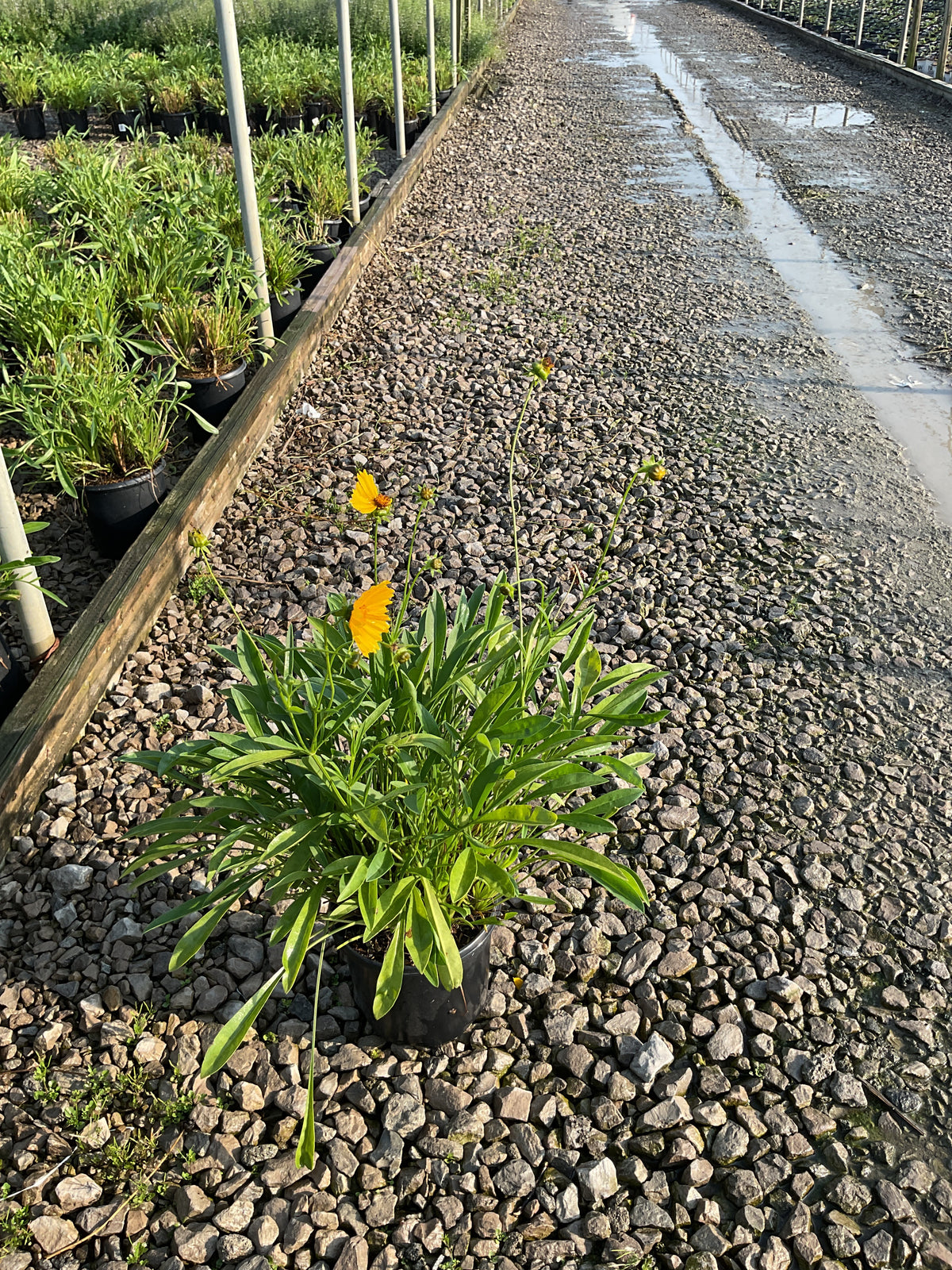 Coreopsis grandiflora 'Baby Sun'