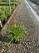 Coreopsis grandiflora 'Baby Sun'