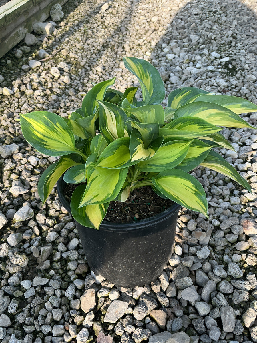 Hosta great 'Great Expectations'