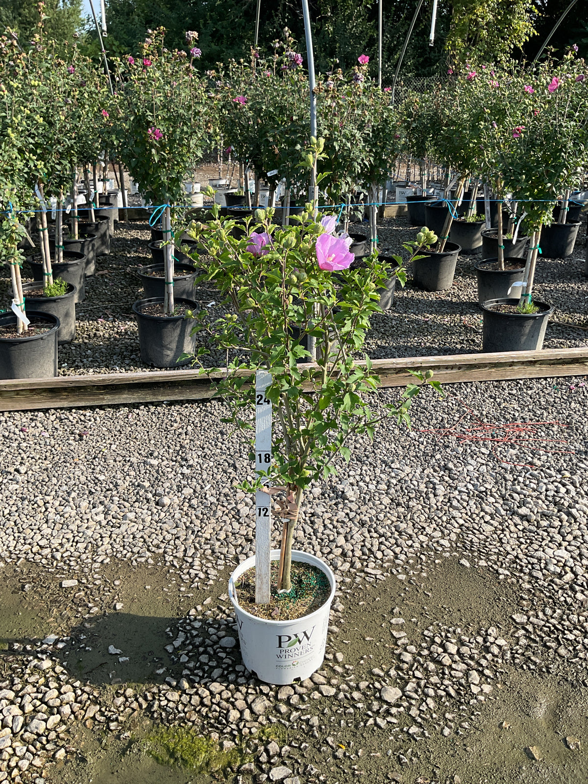 Hibiscus syriacus 'Notwoodone'