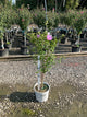 Hibiscus syriacus 'Notwoodone'