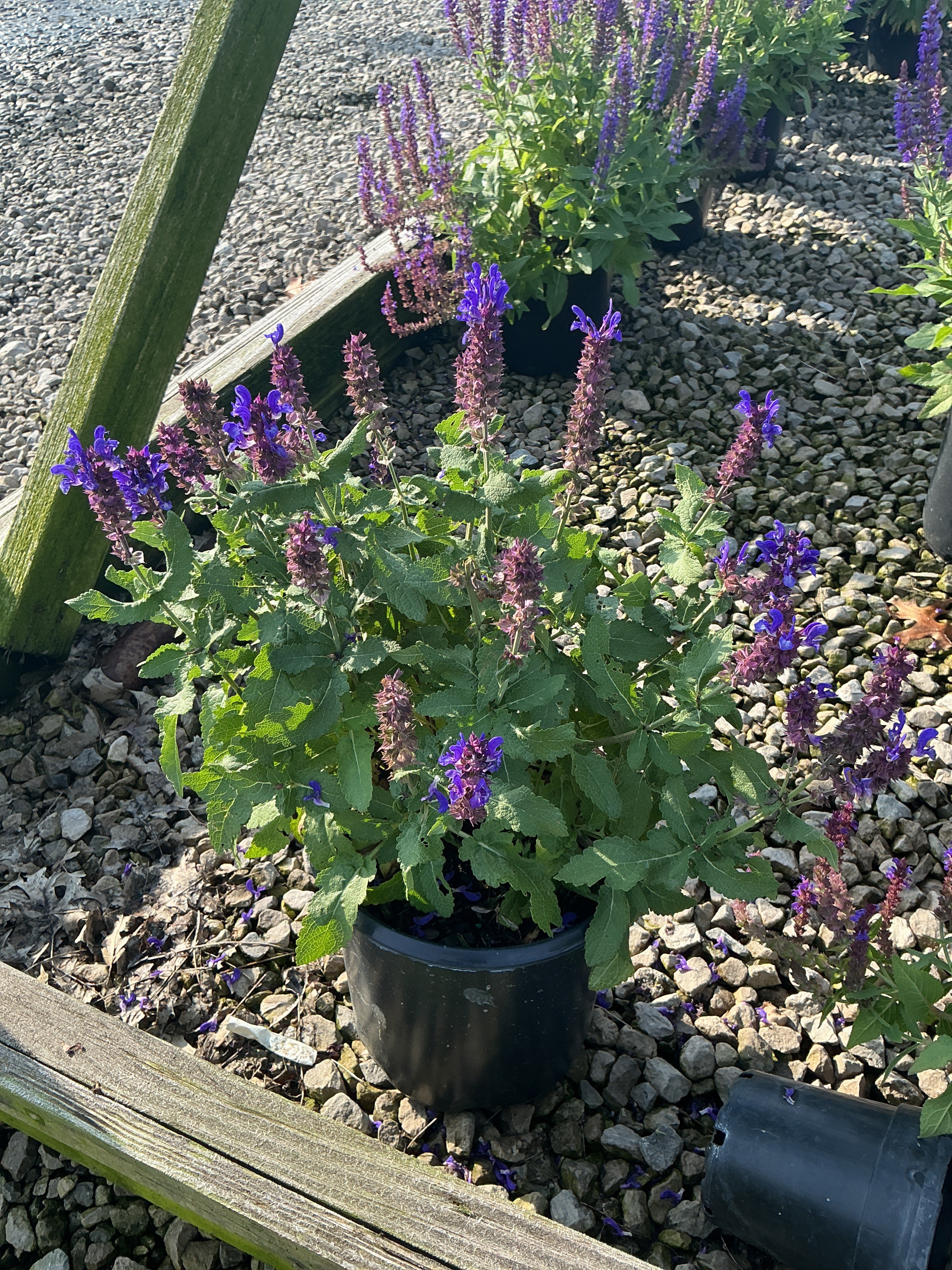 Salvia nemorosa 'East Friesland'