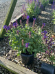 Salvia nemorosa 'East Friesland'