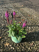 Salvia nemerosa 'Rose Marvel'