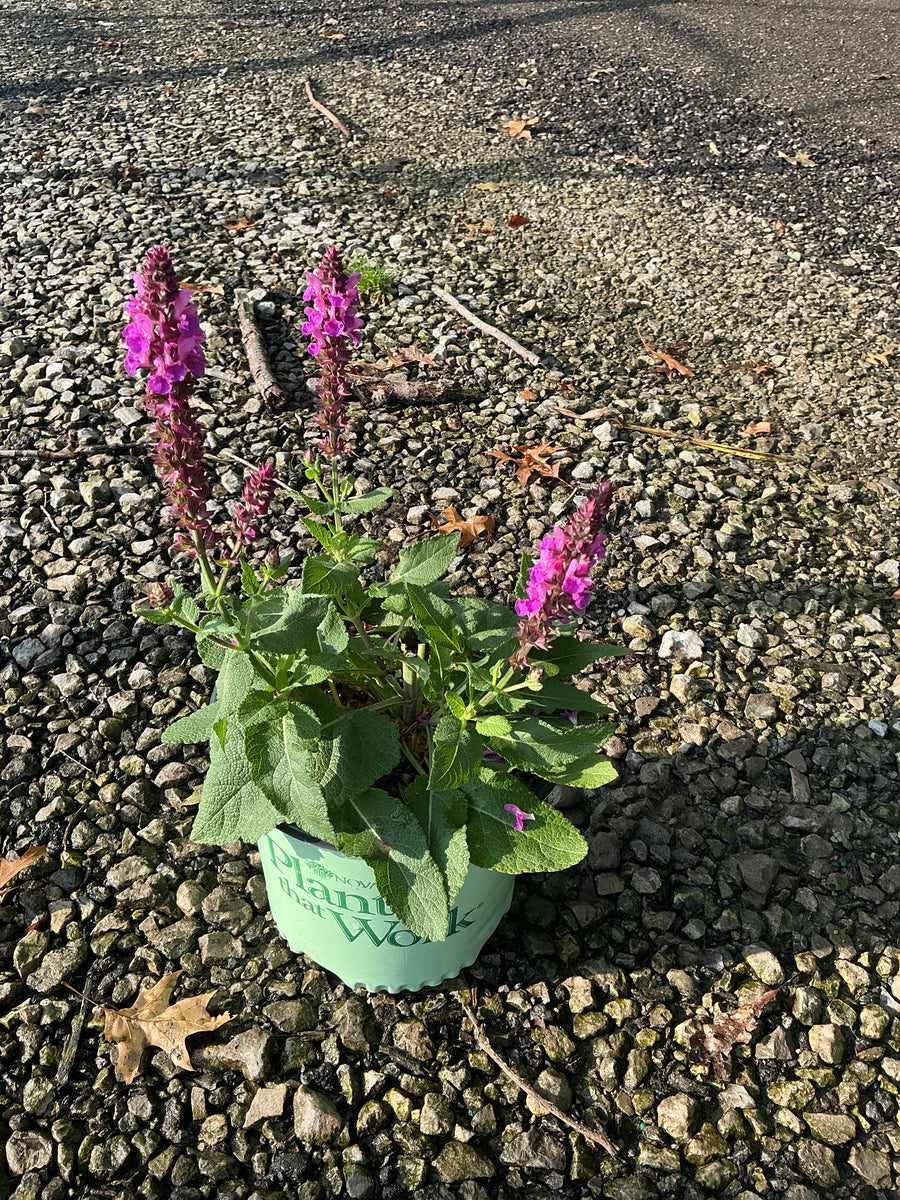 Salvia nemerosa 'Rose Marvel'