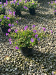 Geranium x 'Rozanne'