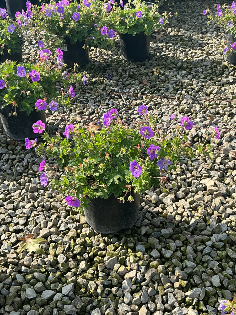 Geranium x 'Rozanne'
