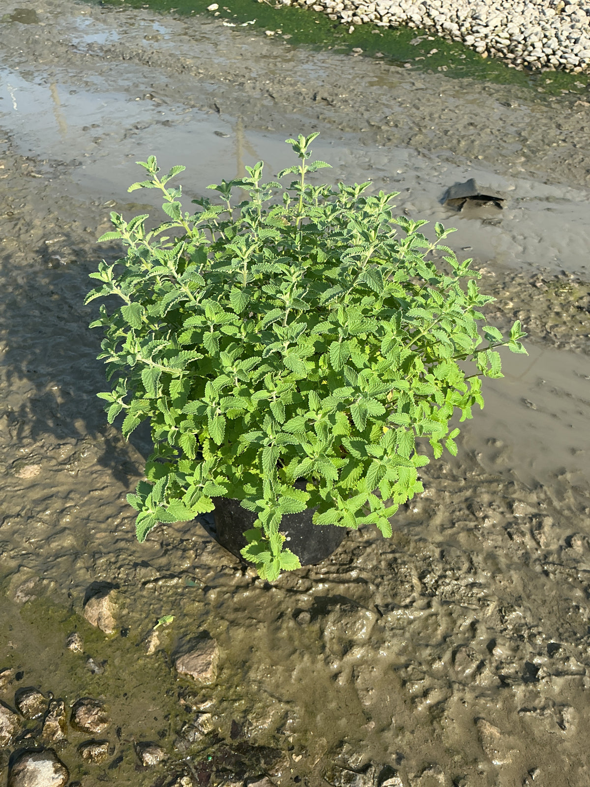 Nepeta faassenii 'Walker's Low'