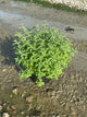 Nepeta faassenii 'Walker's Low'