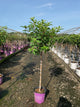 Hydrangea paniculata 'Renhy'
