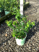 Vaccinium bluecrop 'Bluecrop'