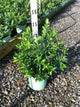 Vaccinium x 'Top Hat'