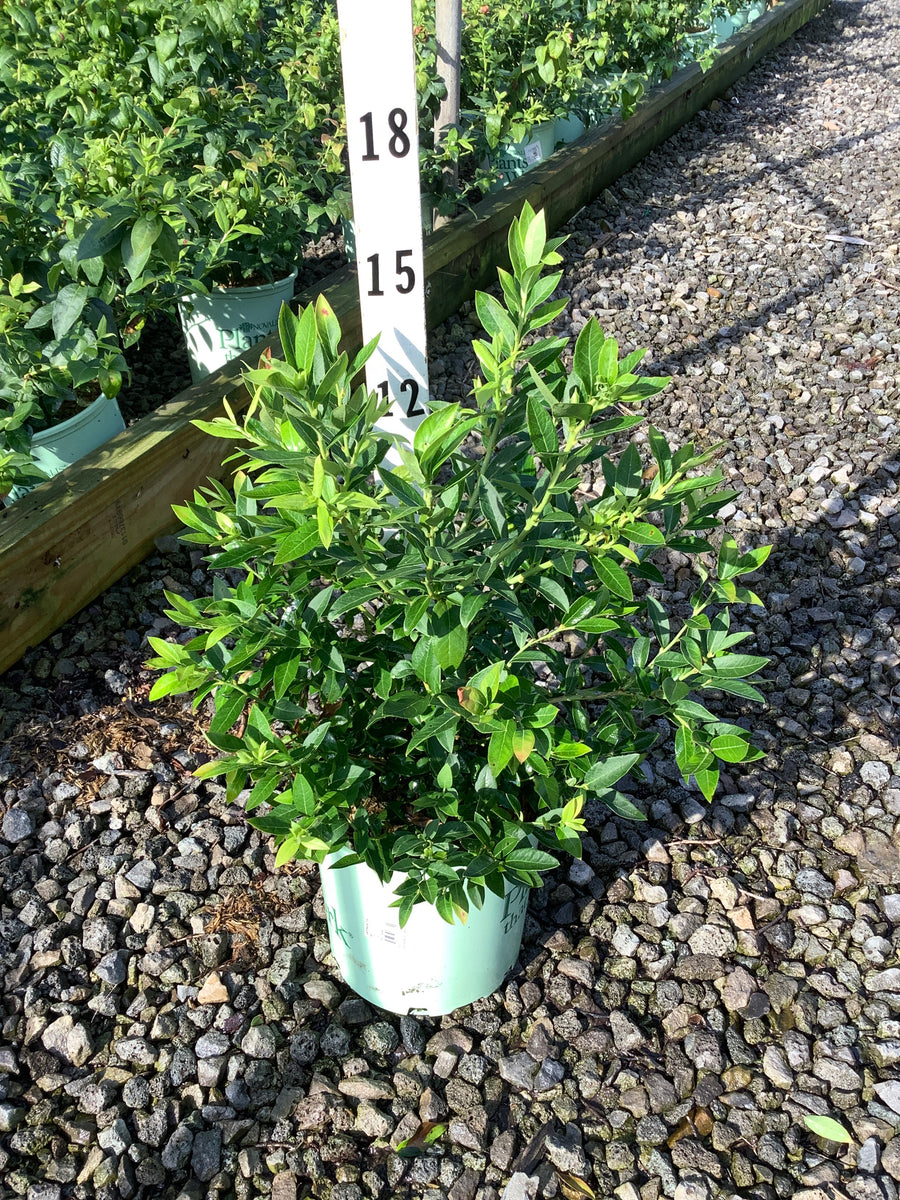 Vaccinium x 'Top Hat'
