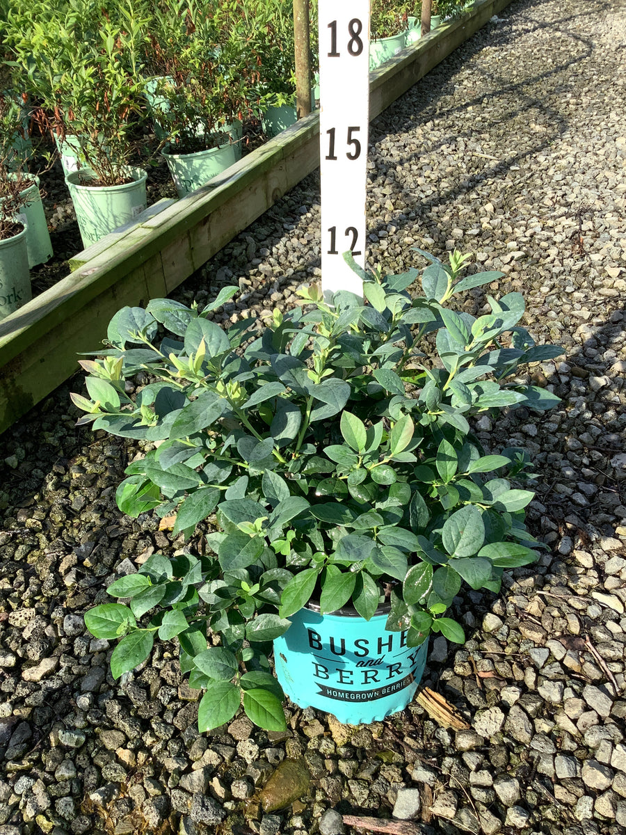 Vaccinium 'Pink Icing'