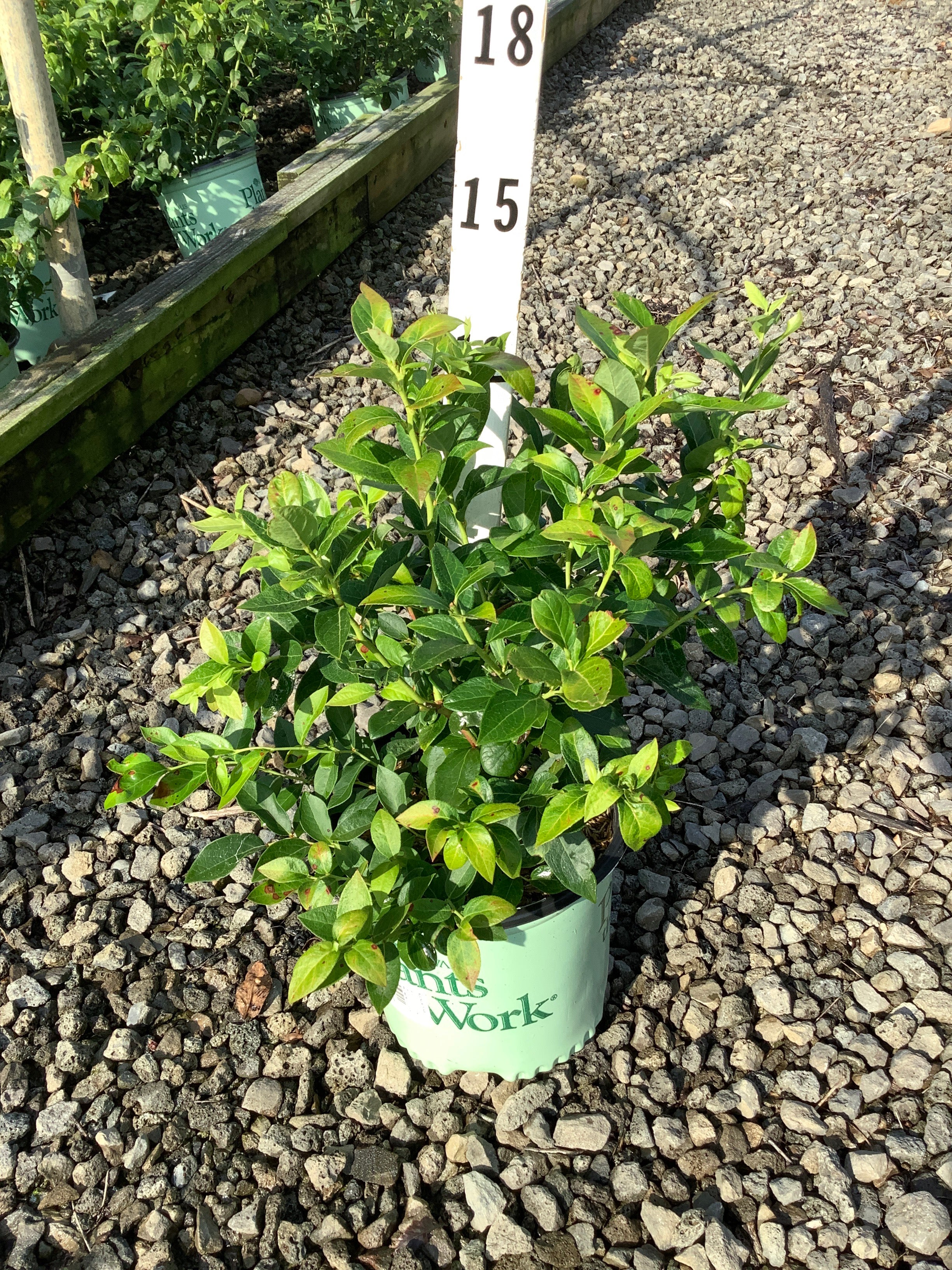 Vaccinium corymbosum 'Duke'