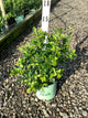 Vaccinium corymbosum 'Duke'