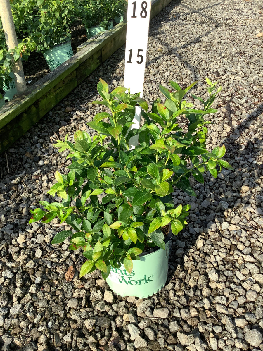 Vaccinium corymbosum 'Duke'