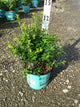 Vaccinium berrybux