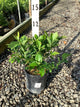 Vaccinium chandler 'Chandler'