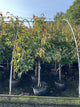 Cornus kousa 'Hanros'