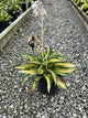 Hosta great 'Great Expectations'