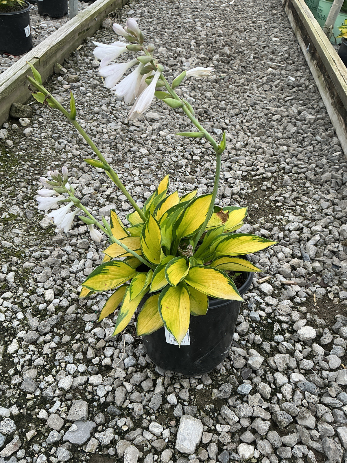 Hosta rainforest 'Sunrise'