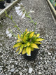 Hosta rainforest 'Sunrise'