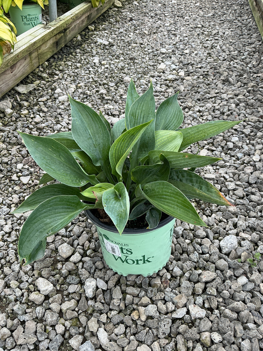 Hosta abiqua 'Drinking Gourd'