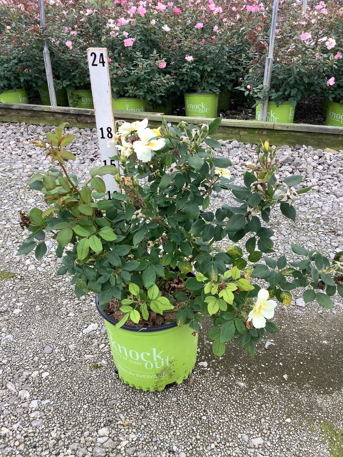 Rosa K.O 'Radsunny'