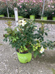 Rosa K.O 'Radsunny'