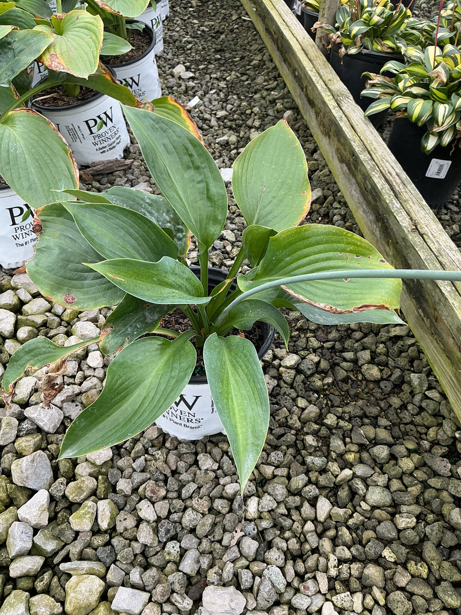 Hosta empress 'Empress Wu'