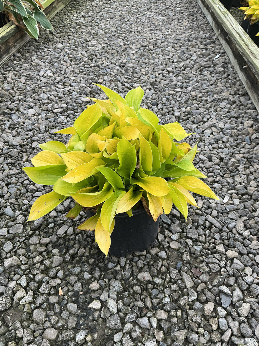 Hosta 'Maui Buttercups'