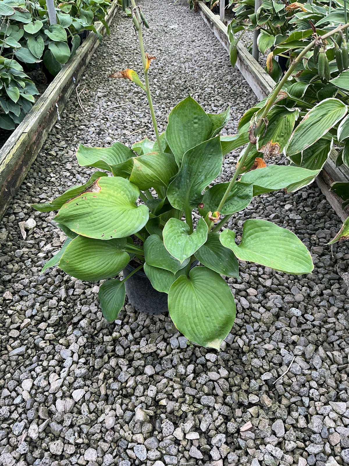 Hosta sieboldiana 'Elegans'