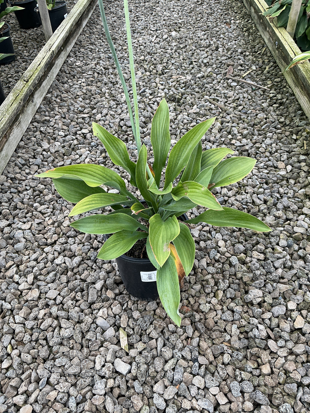 Hosta krossa 'Krossa Regal'
